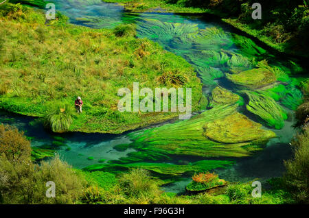 Waihou River, New Zealand, Forellen Angler, Frühling Bäche, Mittelland Stockfoto