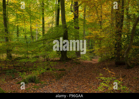 Ein Pfad auf dem Wye Valley Walk durch den herbstlichen Wald in der Nähe des Dorfes Llandogo in Monmouthshire, Wales, Vereinigtes Königreich Stockfoto