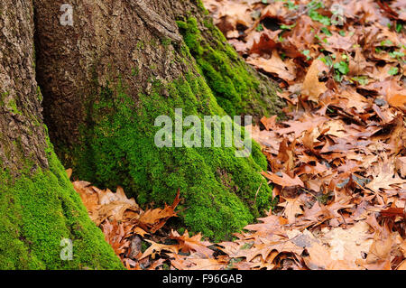 Moos auf der Nordseite des Baumstammes. Stockfoto