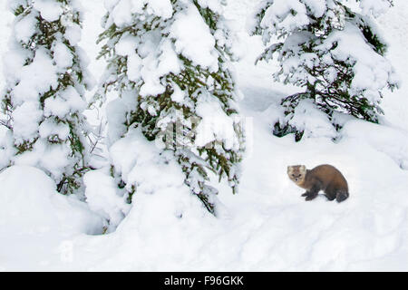 Erwachsene weibliche Baummarder (Martes Americana), Jasper Nationalpark, Alberta, Kanada Stockfoto