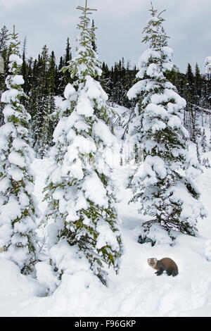 Erwachsene weibliche Baummarder (Martes Americana), Jasper Nationalpark, Alberta, Kanada Stockfoto