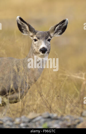 Eine Frontansicht der eine weibliche Maultier-Rotwild, Odocoileus Hemionus; durch die dicken braunen Vegetation in ländlichen Alberta, Kanada. Stockfoto