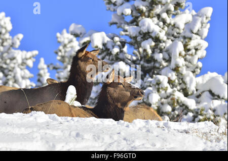 Zwei wilde weibliche Elche, Cervus Elaphus; in ihrem Winterquartier genießen der warmen Nachmittagssonne in der Nähe von Cadomine Alberta zur Festlegung Stockfoto