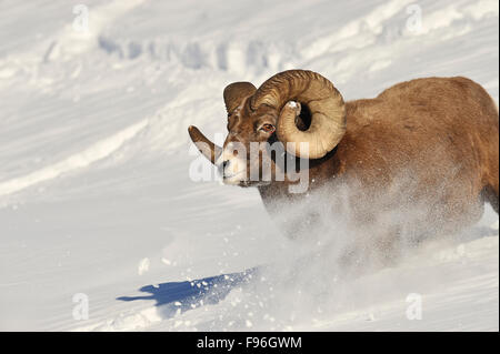 Eine Nahaufnahme Bild ein rocky Mountain Bighorn RAM, Orvis Canadensis, laufen nach unten ein Schnee bedeckt Hügelseite in den Ausläufern des Stockfoto