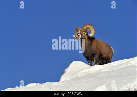 Ein Bighorm Ram, Orvis Canadensis, oben auf einem Schnee bedeckten Bergrücken mit Blick auf seine Umgebung in den Ausläufern des der felsigen Stockfoto