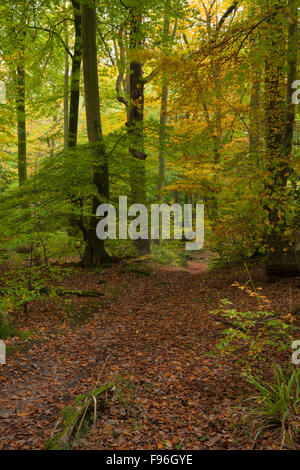 Ein Pfad auf dem Wye Valley Walk durch den herbstlichen Wald in der Nähe des Dorfes Llandogo in Monmouthshire, Wales, Vereinigtes Königreich Stockfoto