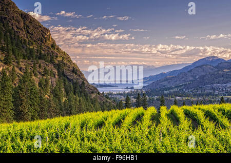 Weinberge mit Bergen und Skaha Lake von Okanagan Falls in the South Okanagan Valley of British Columbia, Kanada. Stockfoto