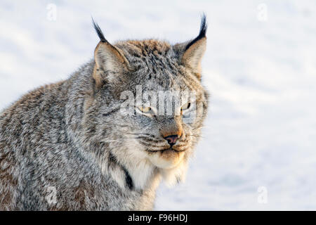 Ein Kanada-Luchs (Lynx Canadensis) in den Schnee während des Winters in Saskatoon, Saskatchewan Stockfoto
