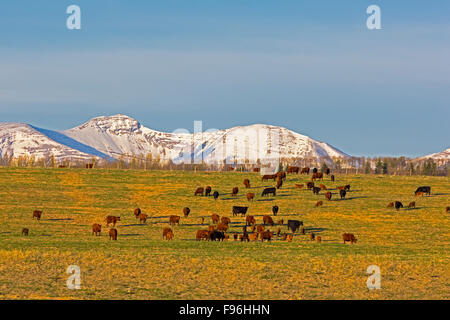 Vieh, Rockey View County, Abteilung Nr. 6, Alberta, Kanada Stockfoto