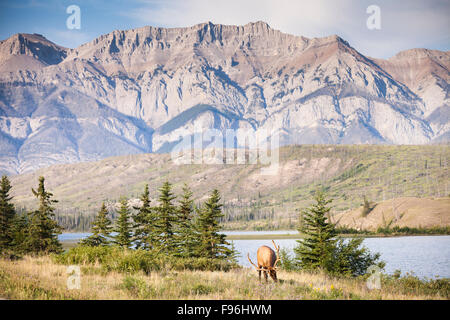 Rocky Mountain Elk, Cervus Canadensis Nelsoni, Jasper Nationalpark, Alberta, Kanada. Stockfoto