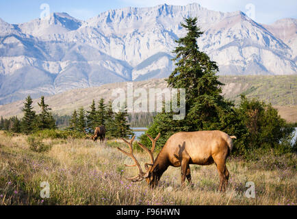 Rocky Mountain Elk, Cervus Canadensis Nelsoni, Jasper Nationalpark, Alberta, Kanada. Stockfoto