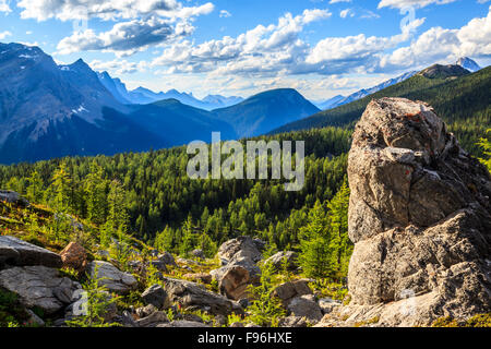 Der Blick vom Goodsir Pass über den Lärchenwald in der Nähe von der Grenze des Nationalparks Yoho und Kootenay. Kootenay National Park Stockfoto
