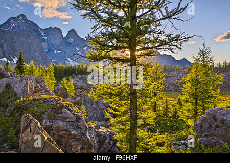 Der Blick vom Goodsir Pass über den Lärchenwald in der Nähe von der Grenze des Nationalparks Yoho und Kootenay. Kootenay National Park Stockfoto