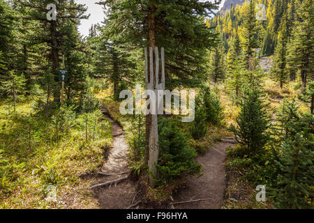 Eine Weggabelung teilt sich den Wanderweg von der Pack-Pferd-Route im Skoki Wildnisgebiet des Banff National Park, Stockfoto