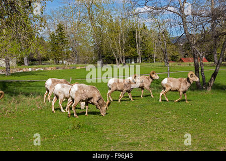 Dickhornschafe, Waterton Lakes National Park, Alberta, Kanada Stockfoto