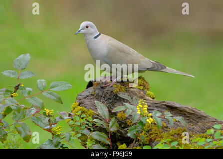 Eurasian Collared Dove (Streptopelia Decaocto) Stockfoto