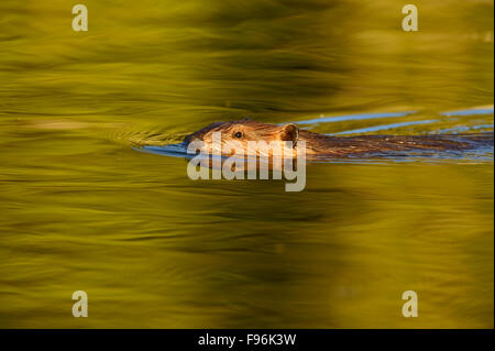 Eine wilde Biber "Castor Canadenis', Schwimmen im warmen Wasser von seinem Biber Teich Töne bei Sonnenuntergang in ländlichen Alberta, Kanada Stockfoto