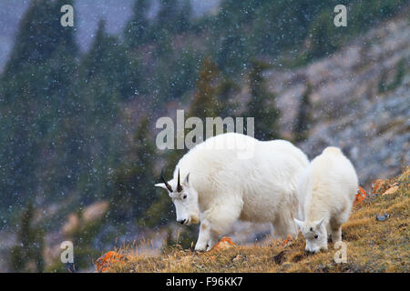 Bergziege (Oreamnos Americanus), Kindermädchen und Kid, Nahrungssuche an einem Berghang in einem Schneefall, Kanadische Rockies Stockfoto