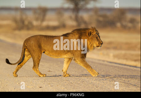 Löwe (Panthera Leo), Männlich, überqueren einen Schotterweg in den frühen Morgenstunden, Etosha Nationalpark, Namibia Stockfoto