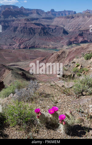 Grizzly Bear Feigenkaktus, Opuntia Erinacea, Tanner Trail, Colorado River, Grand Canyon, Arizona, Vereinigte Staaten von Amerika Stockfoto