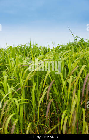Ein Feld von 9' (3m) hohen Reife Miscanthus × Giganteus oder Elefantengras, wächst in einem Experiment in Biokraftstoff-Generation am Aberystwyth University Lloret (Institut für biologische, Umwelt- und Rural Sciences) Wales UK http://www.truthdig.com/report/item/elephant grass could offer viable alternative to coal 20150930 Stockfoto