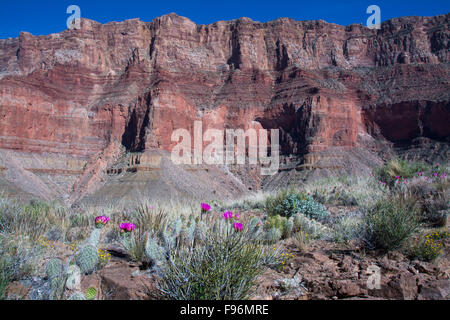 Grizzly Bear Feigenkaktus, Opuntia Erinacea, Tanner Trail, Colorado River, Grand Canyon, Arizona, Vereinigte Staaten von Amerika Stockfoto