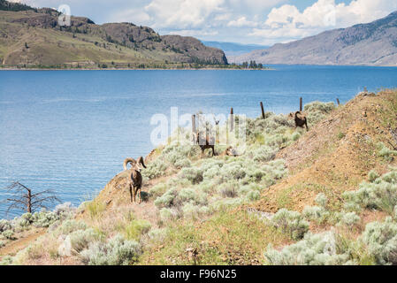 Drei Bighorn Schafe, Ovis Canadensis entlang Kamloops Lake in British Columbia, Kanada Stockfoto