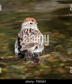 Amerikanischer Baum Spatz, Spizella Arborea, Baden in einem Hinterhofteich in Saskatoon, Kanada Stockfoto