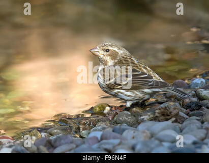 Ein weiblicher lila Fink (Haemorhous Purpureus), badet in einem Hinterhofteich in Saskatoon, Saskatchewan Stockfoto