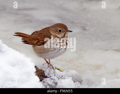 Einsiedler Thrush, Catharus Guttatus, thront auf einem verschneiten überdachten Teich in Saskatoon, Saskatchewan, Kanada Stockfoto