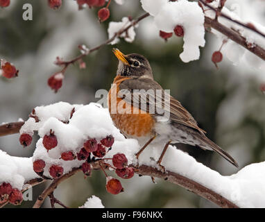 American Robin, Turdus Migratorius, thront auf einem verschneiten Zweig in Saskatchewan, Kanada Stockfoto