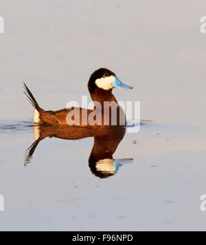 Eine männliche Ruddy Ente, Oxyura Jamaicensis, Baden im Teich in Saskatchewan, Kanada Stockfoto