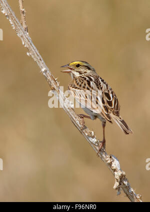 Ein Savannah Spatz, Passerculus Sandwichensis, singt von einem Wildlfower in der Nähe von Saskatoon, Saskatchewan Stockfoto