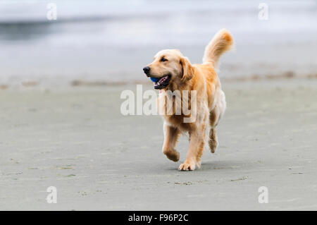 Ein junger Golden Retriever Abrufen von einer Kugel am Chesterman Strand in Tofino, Britisch-Kolumbien. Stockfoto