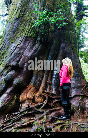 Eine junge Frau aus der Basis eines alten Zeder auf Meares Island in der Nähe von Tofino, Britisch-Kolumbien. Stockfoto