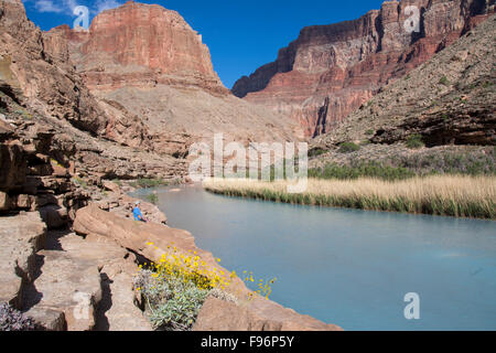 Brittlebush, Encelia Farinosa, Besucher auf dem Little Colorado River, Grand Canyon, Arizona, Vereinigte Staaten von Amerika Stockfoto