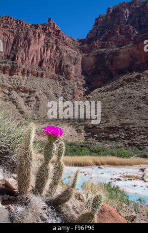 Grizzly Bear Feigenkaktus, Opuntia Erinacea, Little Colorado River, Grand Canyon, Arizona, Vereinigte Staaten Stockfoto