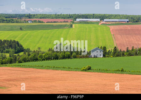 Ackerflächen, New Glasgow, Prince Edward Island, Canada Stockfoto