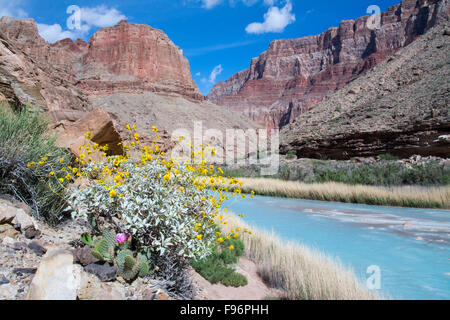 Brittlebush, Encelia Farinosa, Beavertail Kaktus Opuntia Basilaris, Little Colorado River, Grand Canyon, Arizona, Vereinigte Staaten Stockfoto