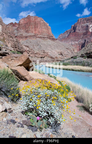 Brittlebush, Encelia Farinosa, Beavertail Kaktus Opuntia Basilaris, Little Colorado River, Grand Canyon, Arizona, Vereinigte Staaten Stockfoto