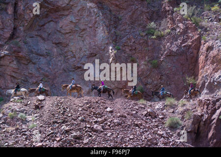 Maultier Zug steigt hinunter den Bright Angel Trail, Colorado River, Grand Canyon, Arizona, Vereinigte Staaten Stockfoto
