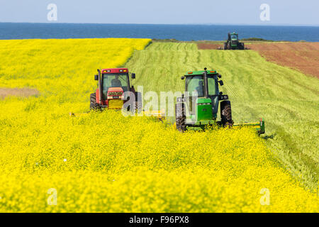 Traktoren schneiden Sareptasenf Feld, Tryon, Prince Edward Island, Canada Stockfoto