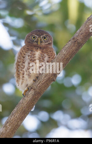 Kubanischen Owl Sperlingskauz (Glaucidium Siju) thront auf einem Ast in Kuba. Stockfoto