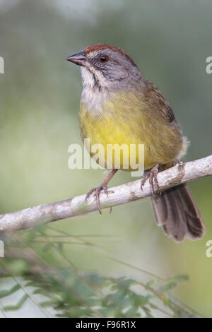 Zapata Sparrow (Torreornis Inexpectata) thront auf einem Ast in Kuba. Stockfoto