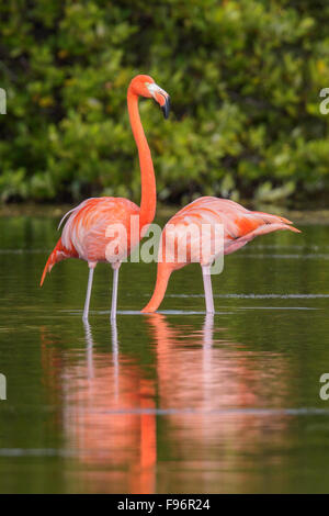 Amerikanische Flamingo (Phoenicopterus Ruber) Fütterung in einer Lagune in Kuba. Stockfoto