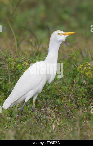 Kuhreiher (Bubulcus Ibis) thront auf dem Boden in Kuba. Stockfoto