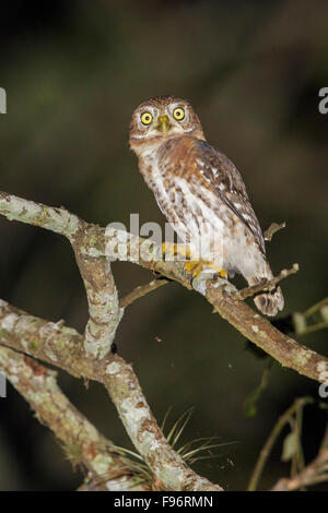 Kubanischen Owl Sperlingskauz (Glaucidium Siju) thront auf einem Ast in Kuba. Stockfoto