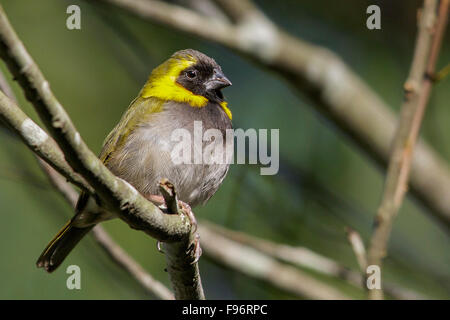 Kubanische Grassquit (Tiaris Canorus) thront auf einem Ast in Kuba. Stockfoto