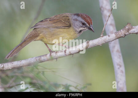 Zapata Sparrow (Torreornis Inexpectata) thront auf einem Ast in Kuba. Stockfoto