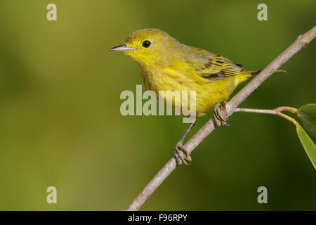 Schnäpperrohrsänger (Setophaga Petechia) thront auf einem Ast in Kuba. Stockfoto